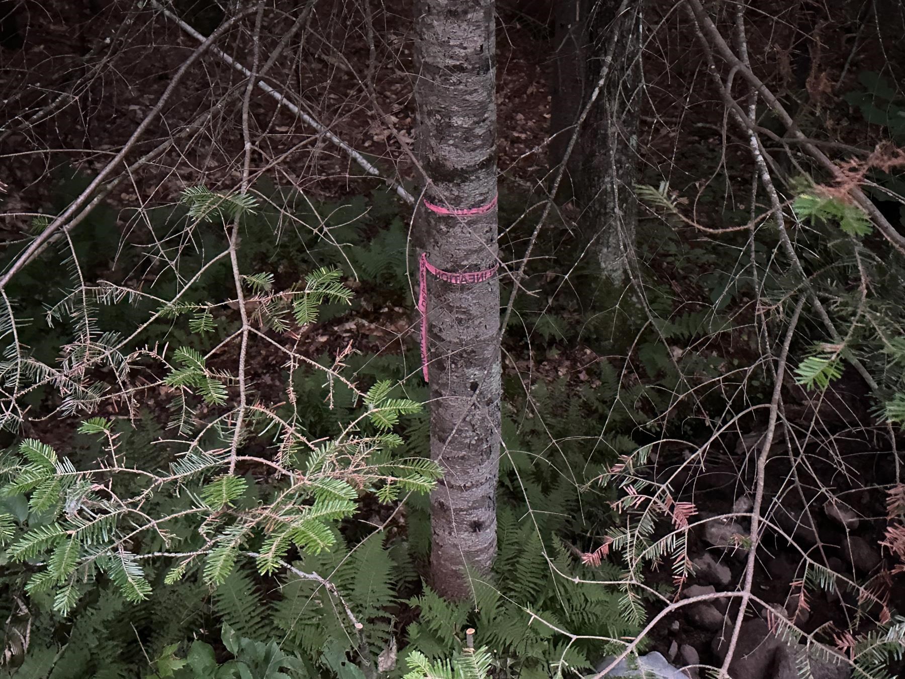 131 Adams Drive Washington, NH 03280 - Photo 9 of 16