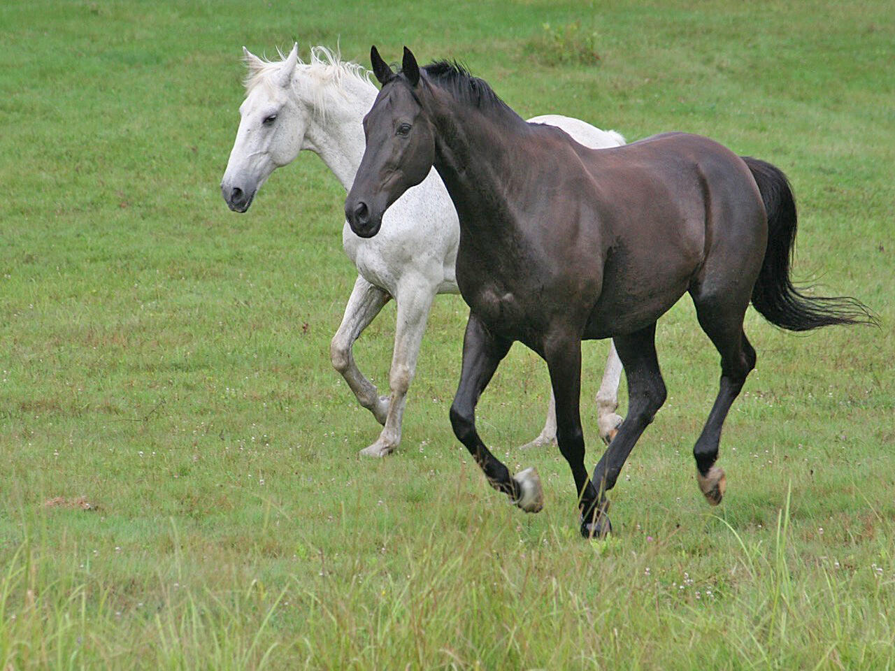 219 River Road Newcastle, ME 04553 - Photo 28 of 34 Horses Cantering