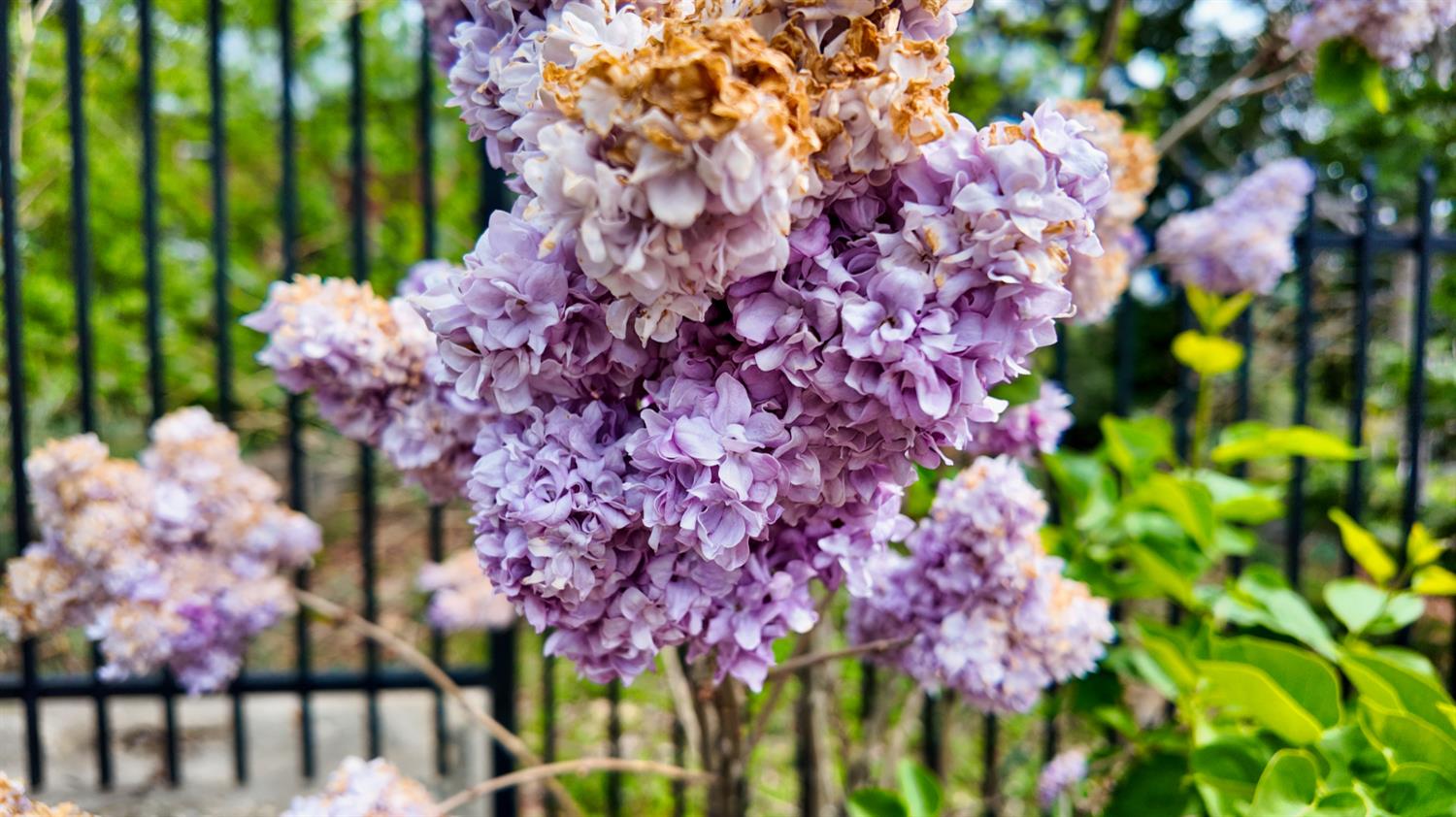 39000 Kearsarge Mill Road Alta, CA 95715 - Photo 58 of 65