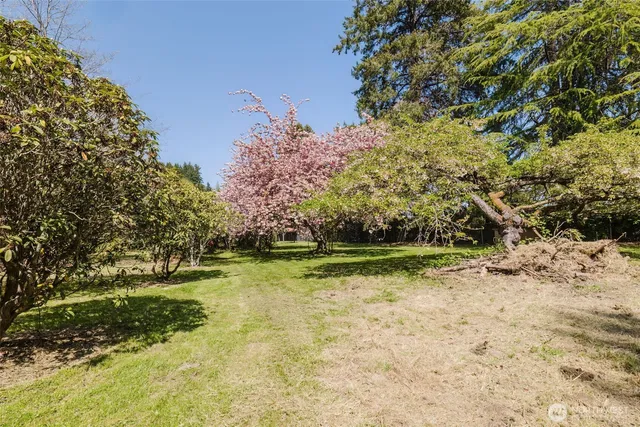 a view of a yard with an trees