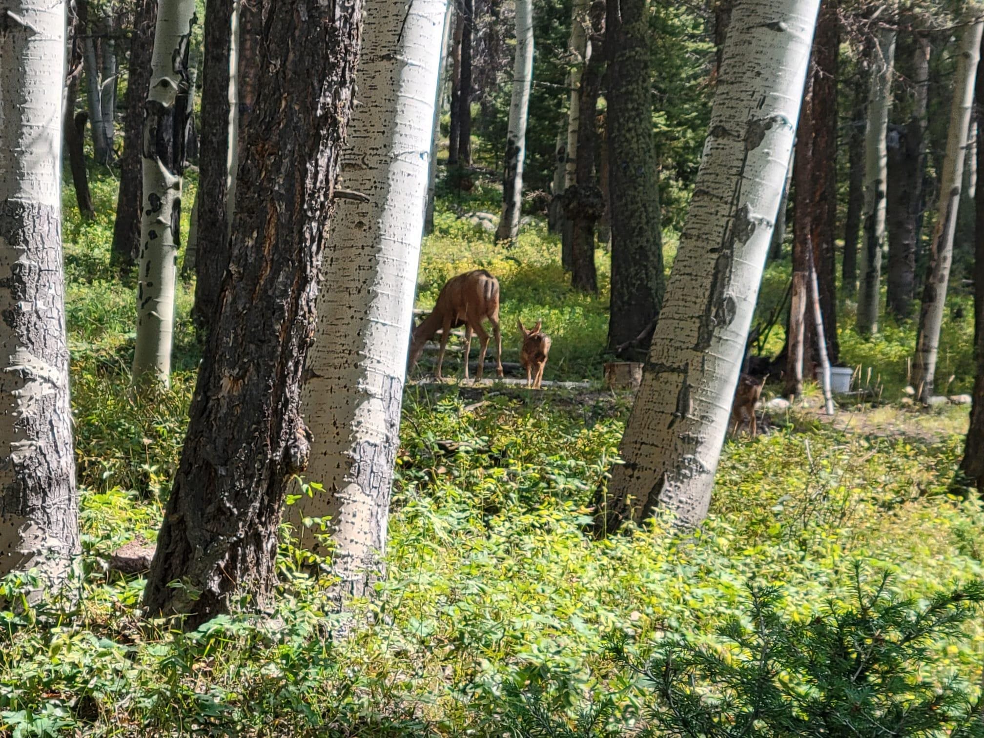 352 Rim Road Cimarron, CO 81220 - Photo 19 of 26 Gallery Image 19