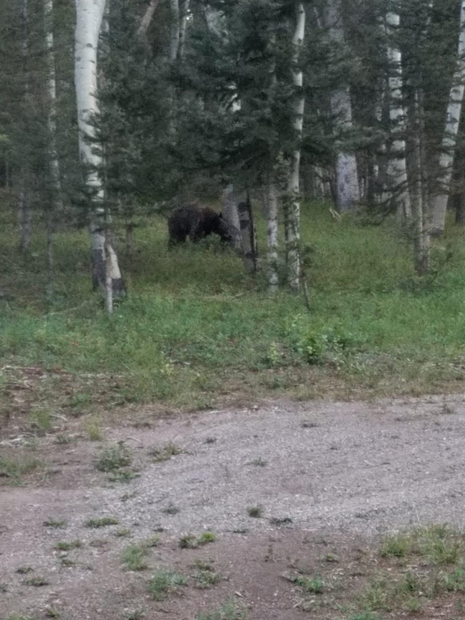 352 Rim Road Cimarron, CO 81220 - Photo 21 of 26 Gallery Image 21