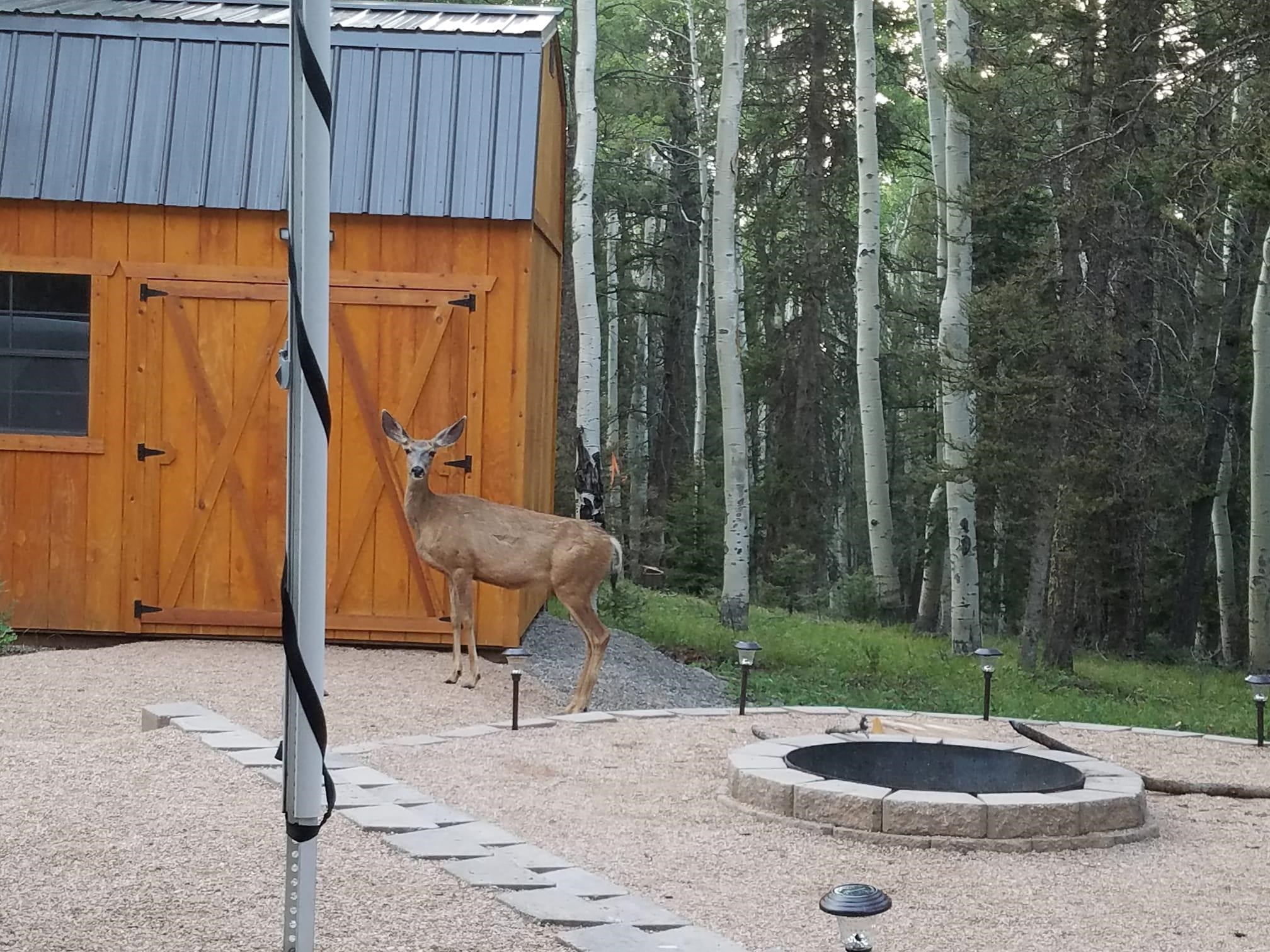 352 Rim Road Cimarron, CO 81220 - Photo 22 of 26 Gallery Image 22