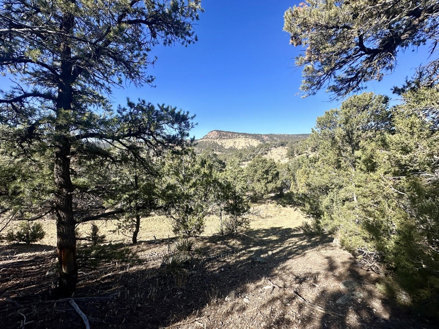 Tbd Cactus Park Road Cedaredge, CO 81413 - Photo 15 of 18 a view of a tree