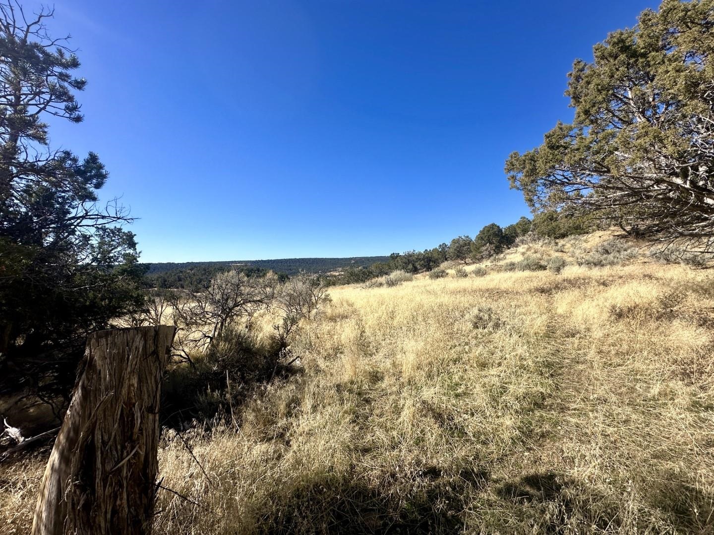 Tbd Cactus Park Road Cedaredge, CO 81413 - Photo 16 of 18 a view of a forest