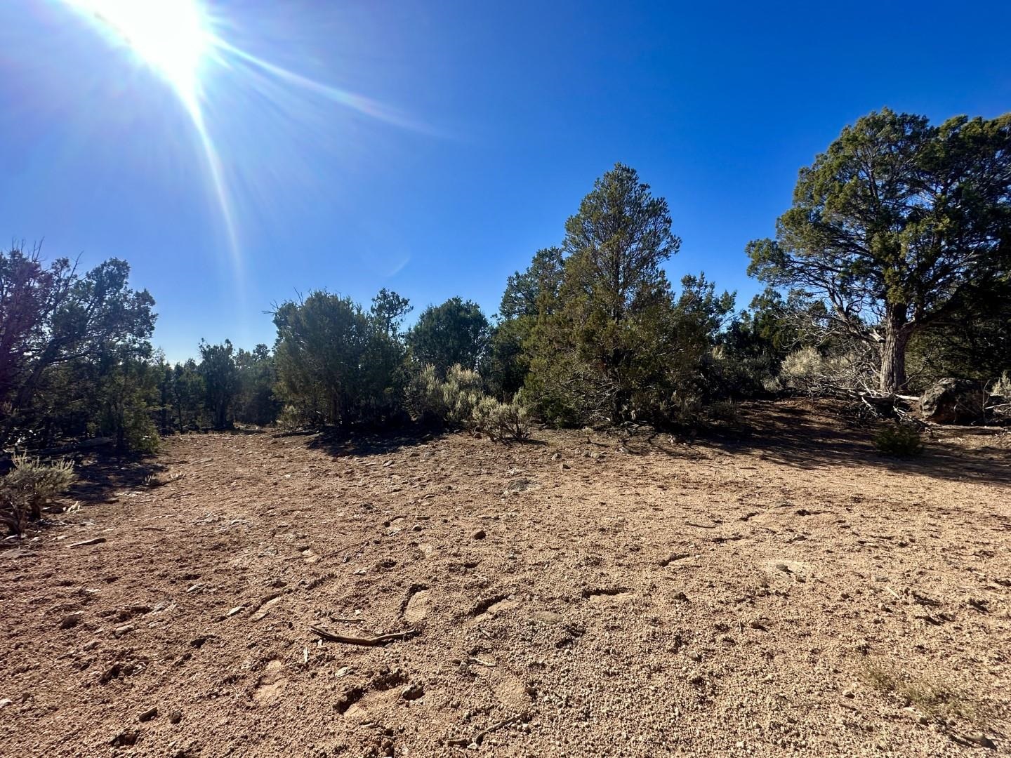Tbd Cactus Park Road Cedaredge, CO 81413 - Photo 17 of 18 a view of a yard with a tree