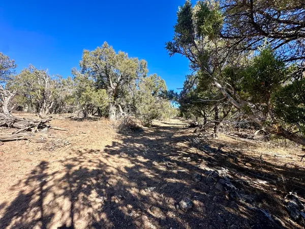 a view of snow covered with trees