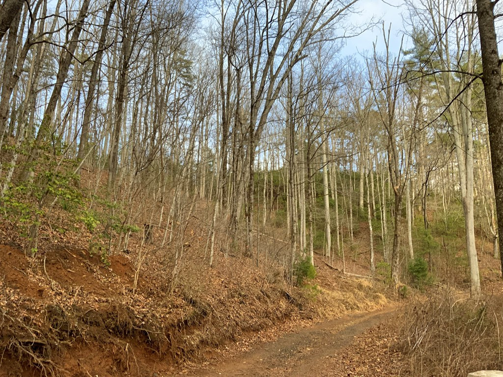 Lot 16 Ivy Log Road Warne, NC 28909 - Photo 3 of 16