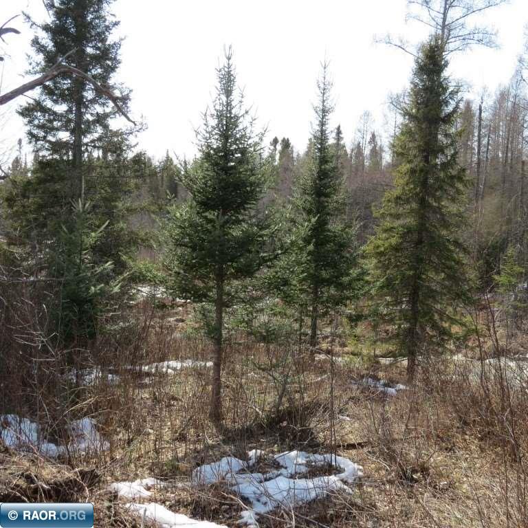 Xxx Xxx Twin Lakes Road Babbitt, MN 55706 - Photo 12 of 18