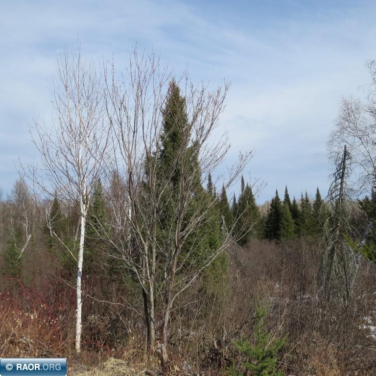 Xxx Xxx Twin Lakes Road Babbitt, MN 55706 - Photo 18 of 18