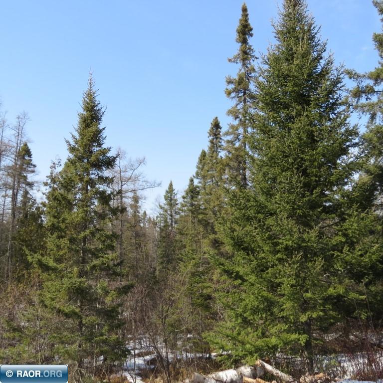 Xxx Xxx Twin Lakes Road Babbitt, MN 55706 - Photo 4 of 18