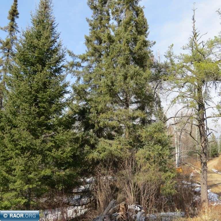 Xxx Xxx Twin Lakes Road Babbitt, MN 55706 - Photo 5 of 18