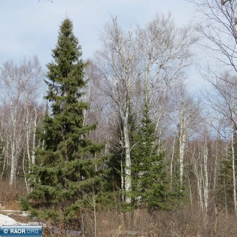 Xxx Xxx Twin Lakes Road Babbitt, MN 55706 - Photo 7 of 18