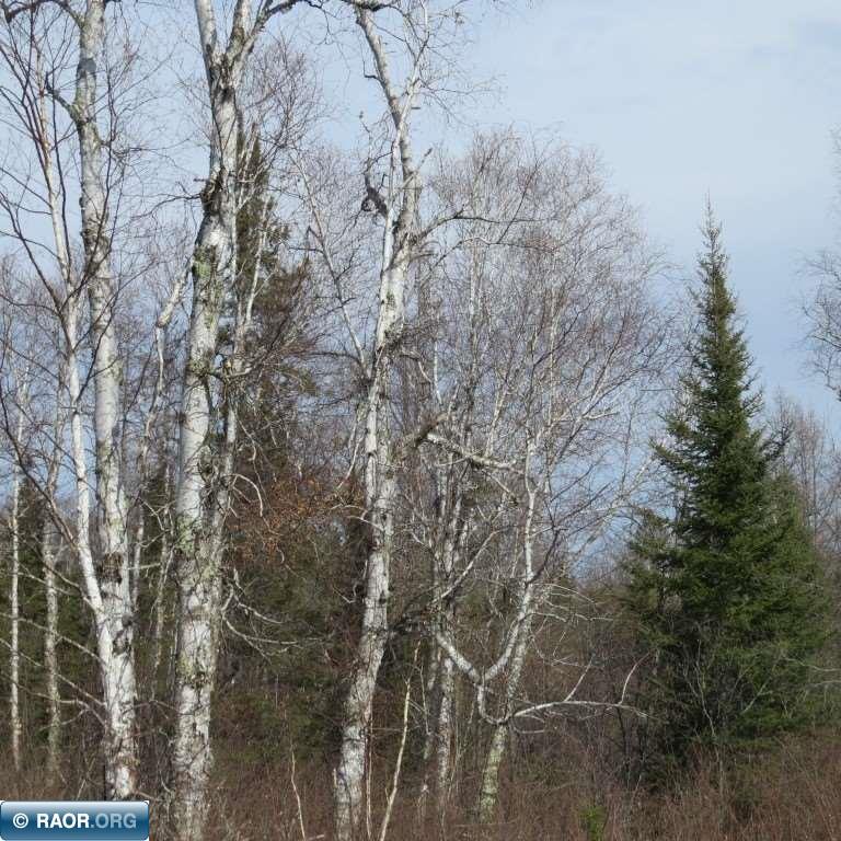 Xxx Xxx Twin Lakes Road Babbitt, MN 55706 - Photo 8 of 18