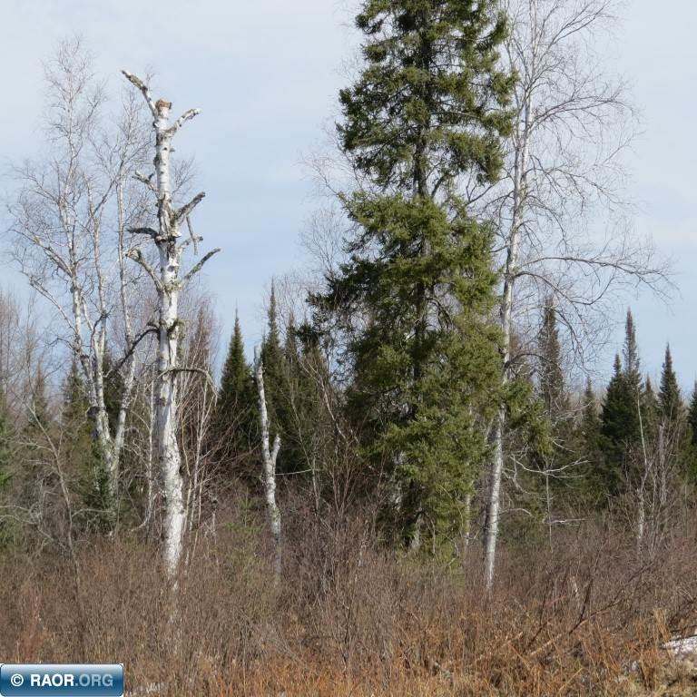 Xxx Xxx Twin Lakes Road Babbitt, MN 55706 - Photo 9 of 18