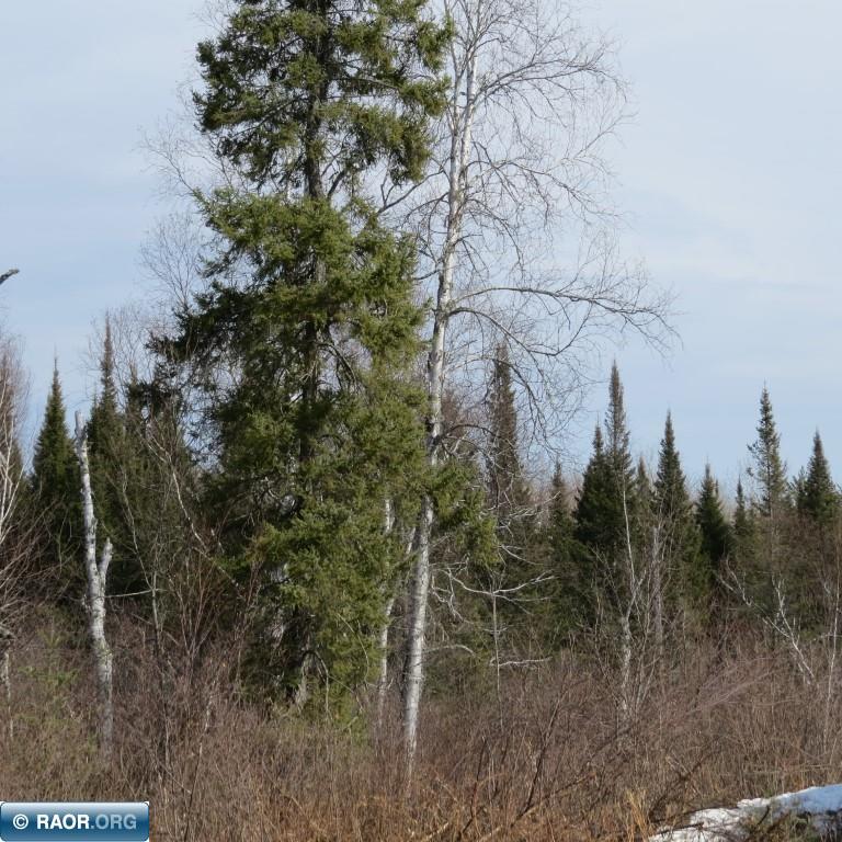 Xxx Xxx Twin Lakes Road Babbitt, MN 55706 - Photo 10 of 18