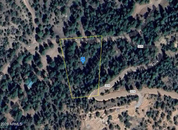 a view of a tree in a forest