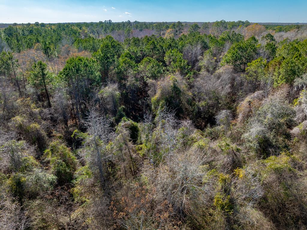 31.5-ac 31.5-ac Rammer Loop Road Dothan, AL 36301 - Photo 14 of 49