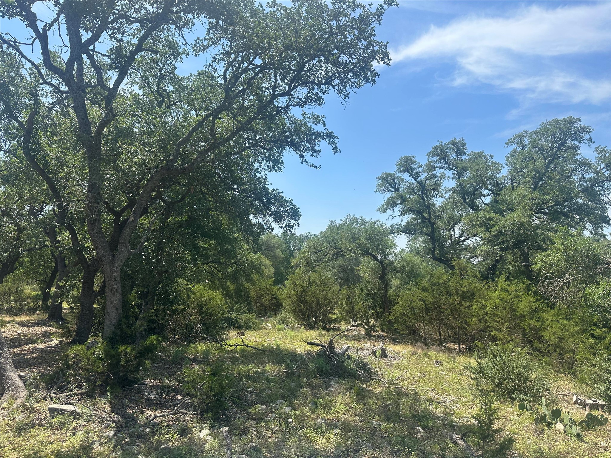 543 Narrows Road Blanco, TX 78606 - Photo 11 of 32 a view of a forest with trees in the background