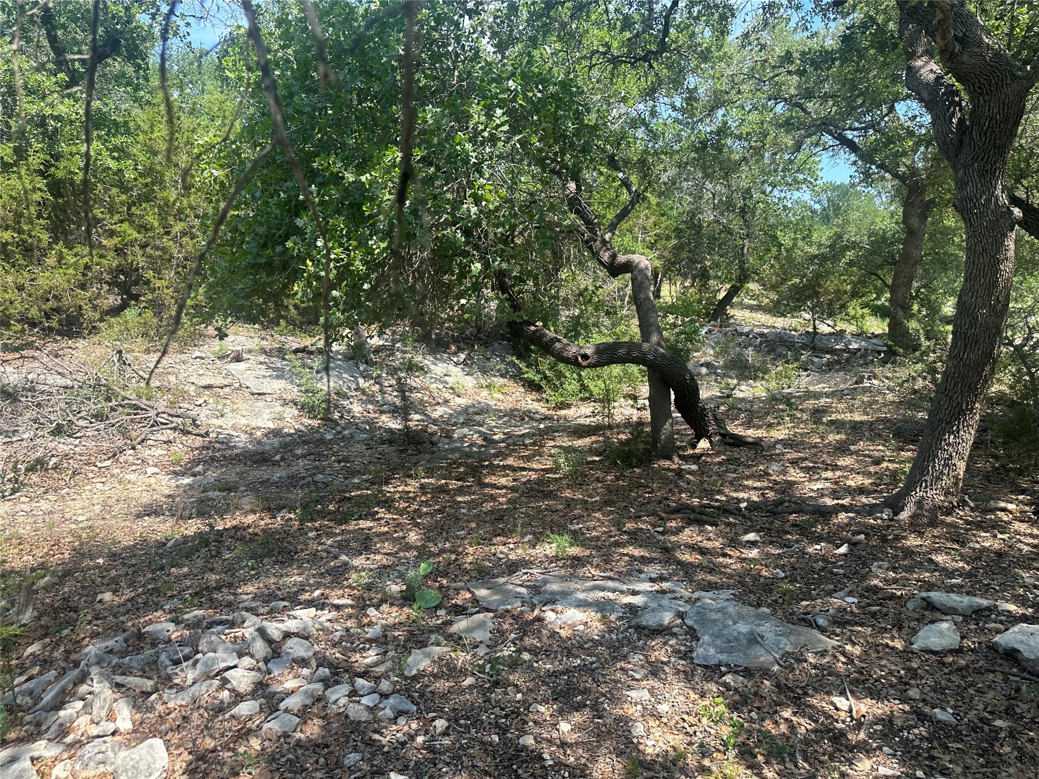 543 Narrows Road Blanco, TX 78606 - Photo 16 of 32 a view of a forest with trees
