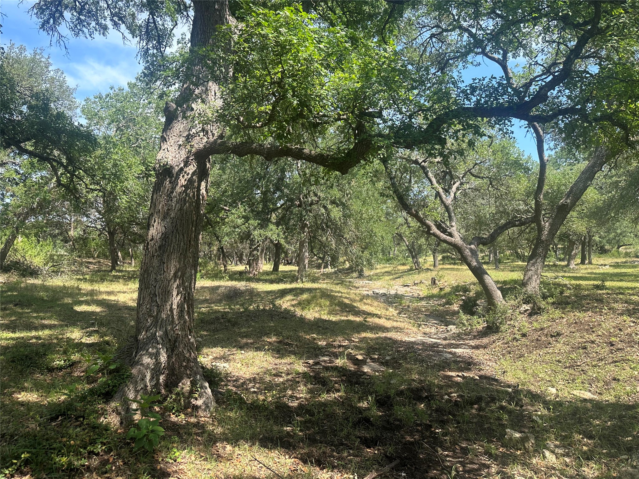 543 Narrows Road Blanco, TX 78606 - Photo 8 of 32 a view of a yard with large trees