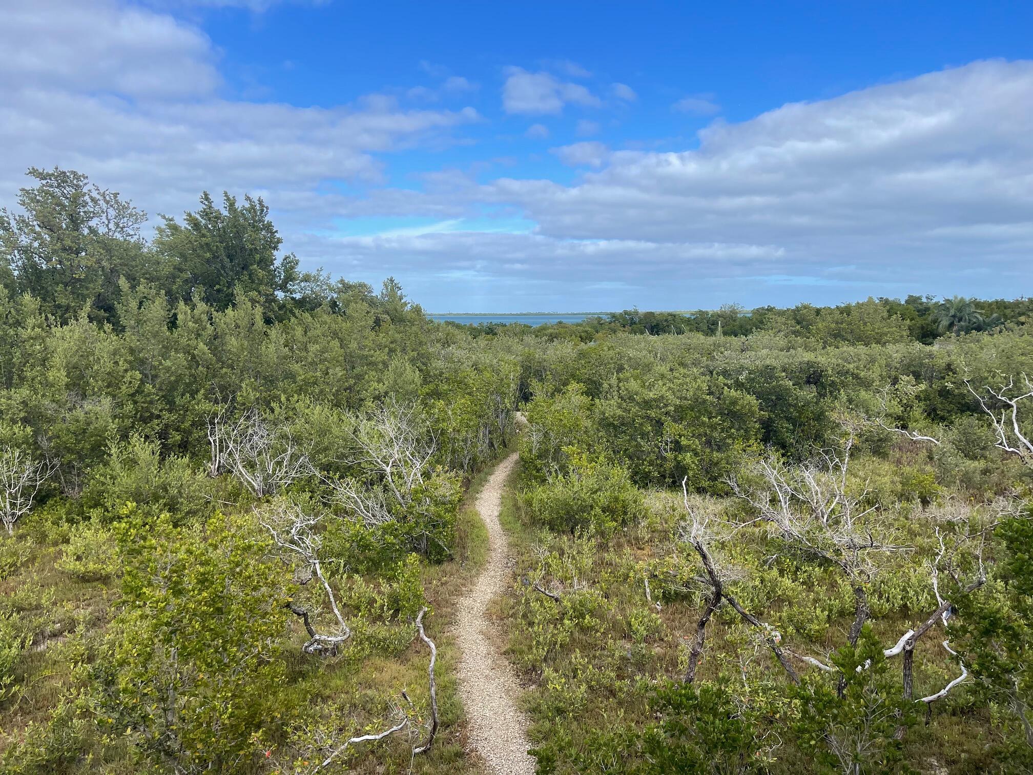 3127 Stewart Road Summerland Key, FL 33042 - Photo 60 of 64 Path to dock