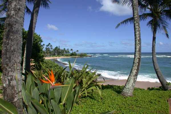 366 Papaloa Road, Unit 1C Kapaa, HI 96746 - Photo 1 of 11 a view of a lake with a palm tree