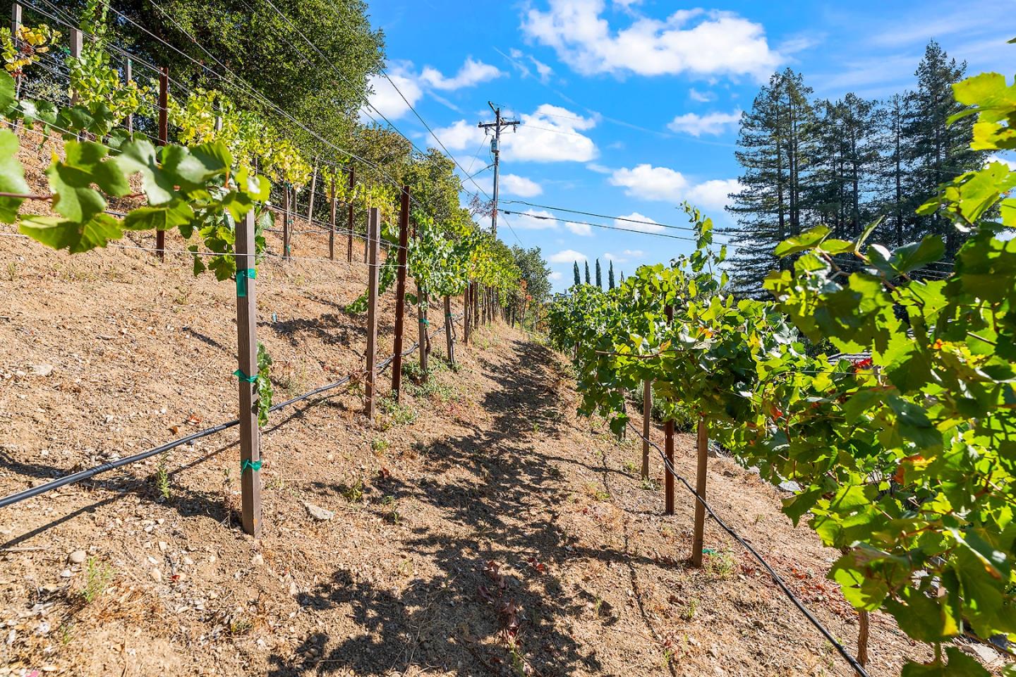 14966 Sobey Road Saratoga, CA 95070 - Photo 53 of 70 a view of a pathway with a tree