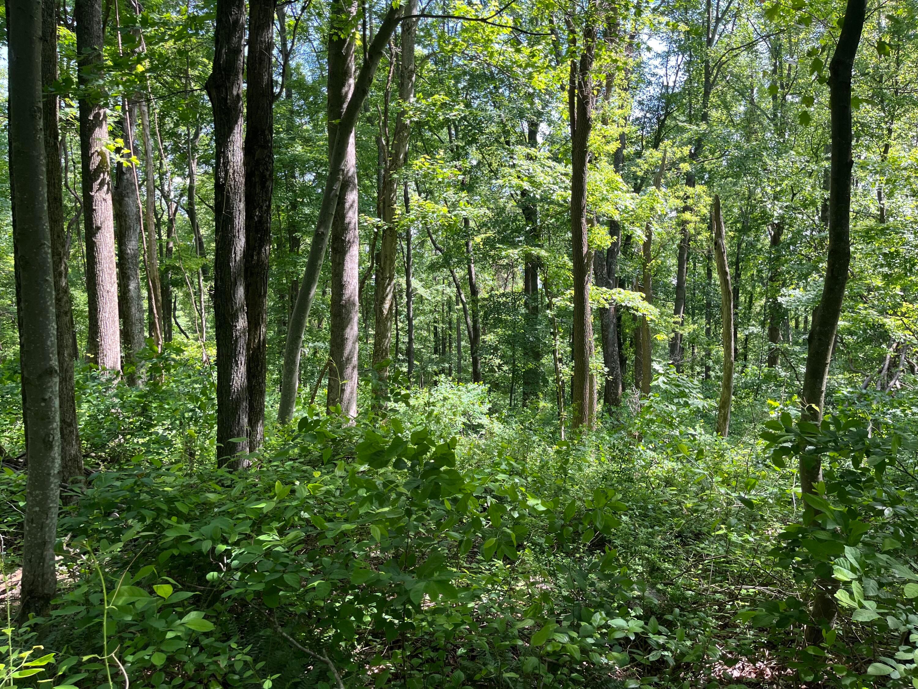 15359 Burcham Road Logan, OH 43138 - Photo 7 of 9 IMG_5015