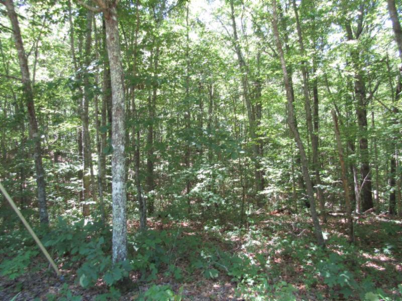 5 56ac Loomis Loop Road Jamestown, TN 38556 - Photo 14 of 17 Gallery Image 14