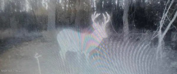 $195,000 | Shaw Road, Sledge, MS 38670