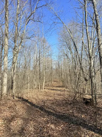 a view of a yard with trees