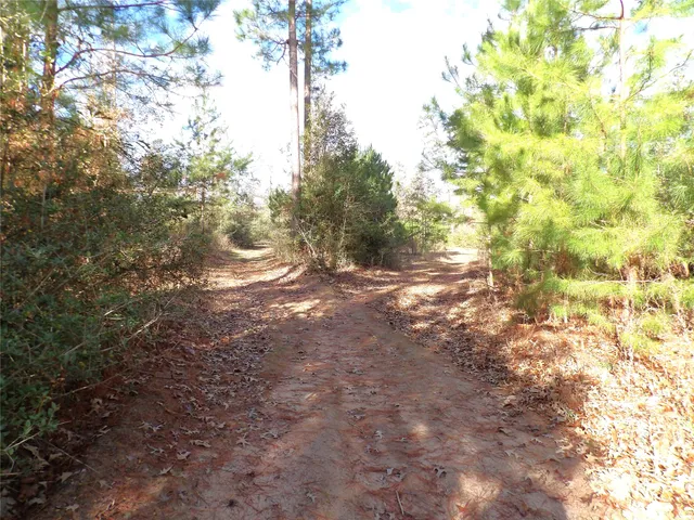 a view of a forest that has a fountain