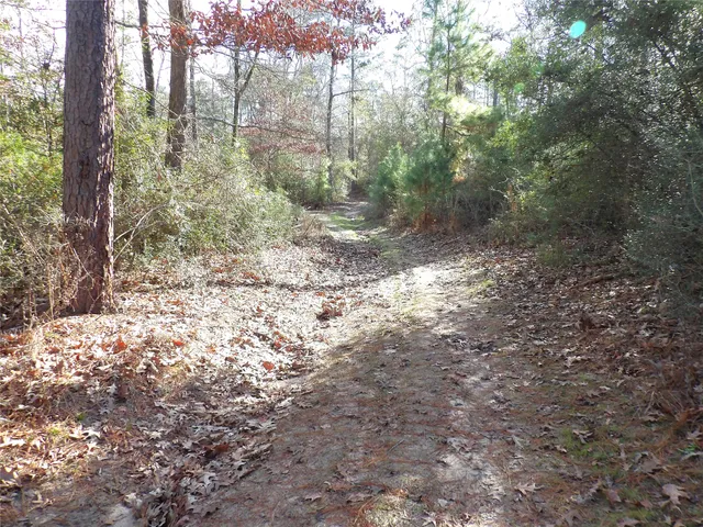 a view of a lush green forest with trees and some trees