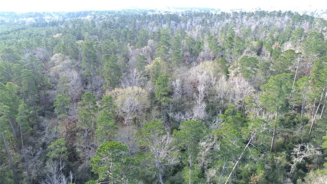 a view of a forest with a tree