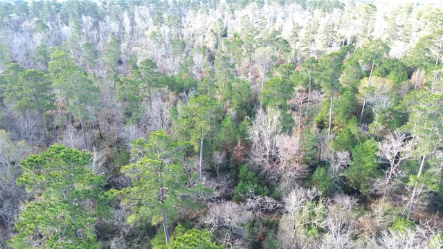 a view of a forest with a lush green forest