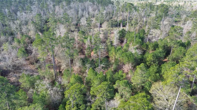 a view of a forest with trees