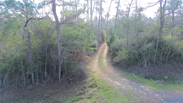 a view of a yard with trees