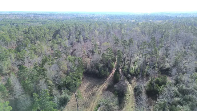 a view of a forest with trees in the background
