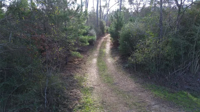 a view of a yard with plants and trees