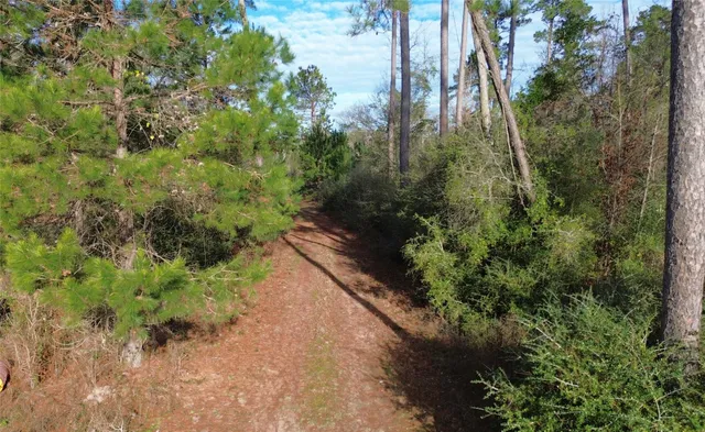 a view of a yard with trees in front of it