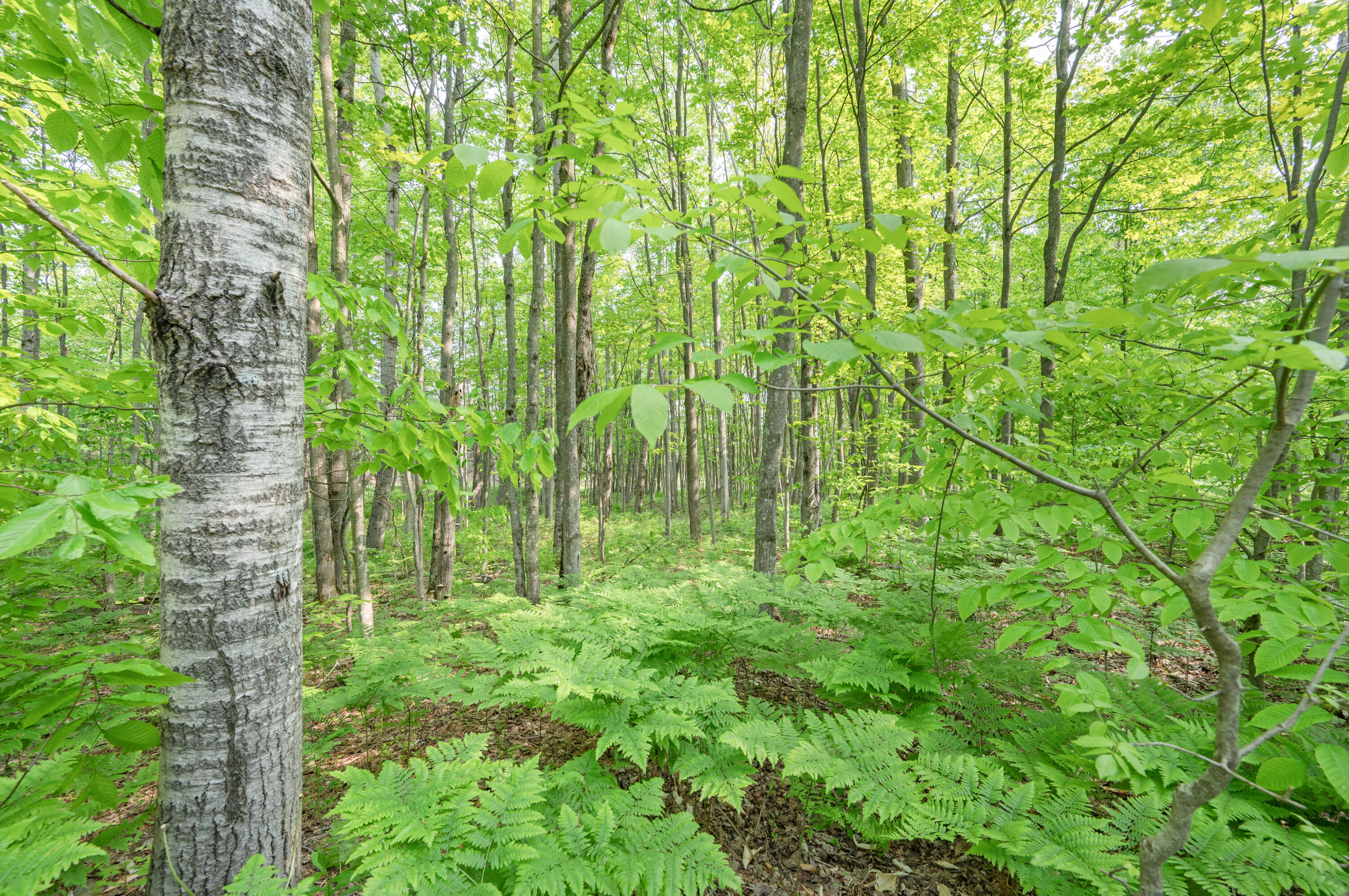 22251 210th Avenue Tustin, MI 49688 - Photo 65 of 80 22251-210thAve-Tustin-63