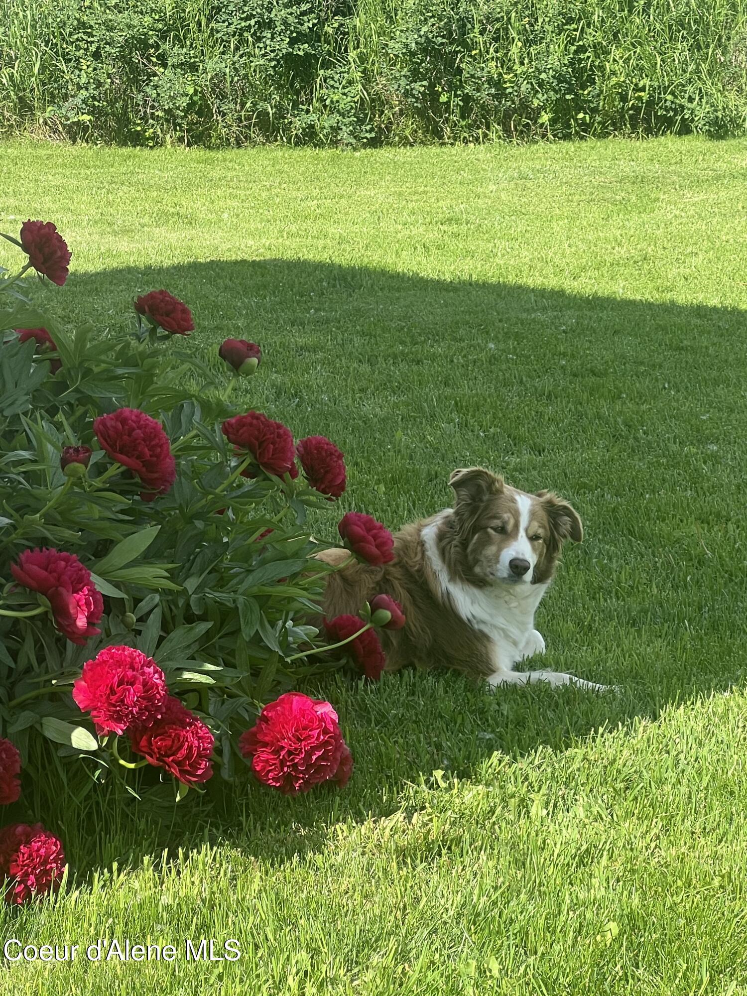 8827 West Carnie Road Coeur D'Alene, ID 83814 - Photo 47 of 53 IMG_4188