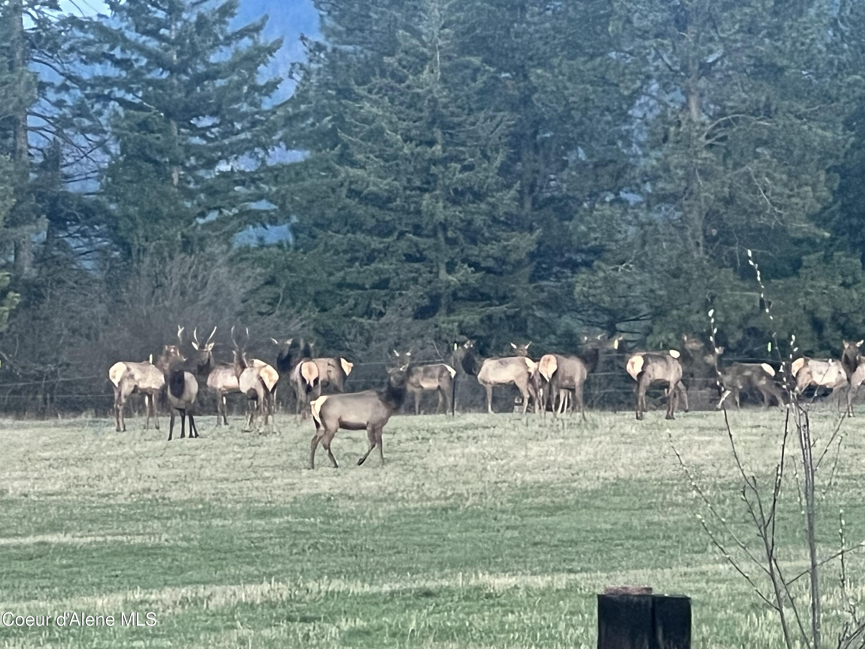8827 West Carnie Road Coeur D'Alene, ID 83814 - Photo 48 of 53 IMG_3733