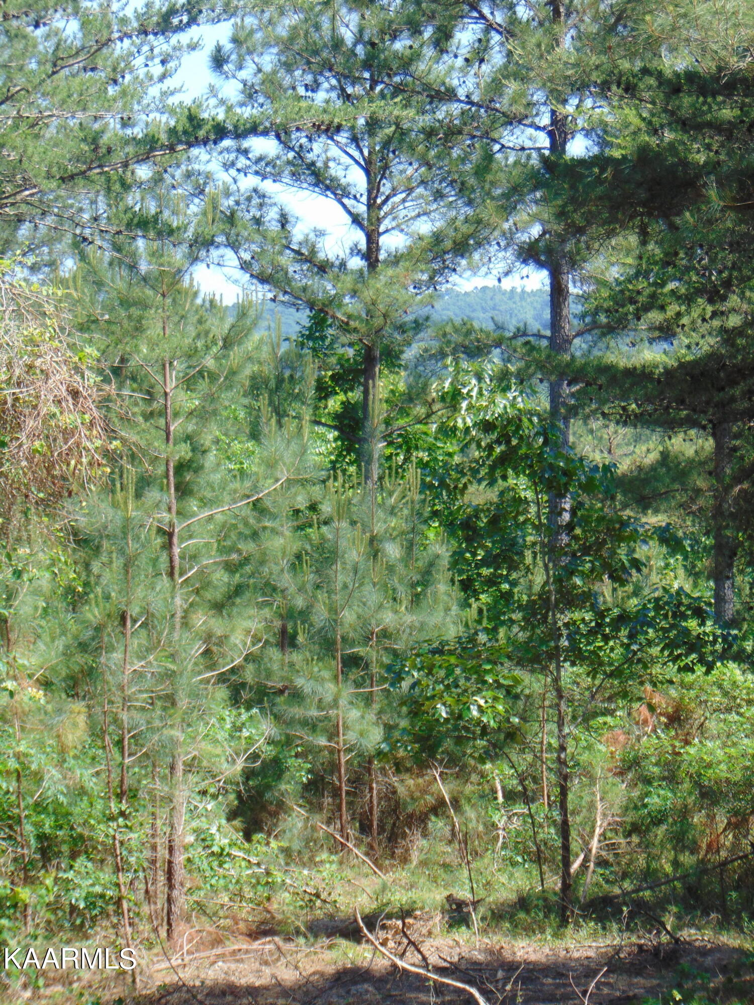 11 Liggett Road Decatur, TN 37322 - Photo 5 of 48 Lig views 2
