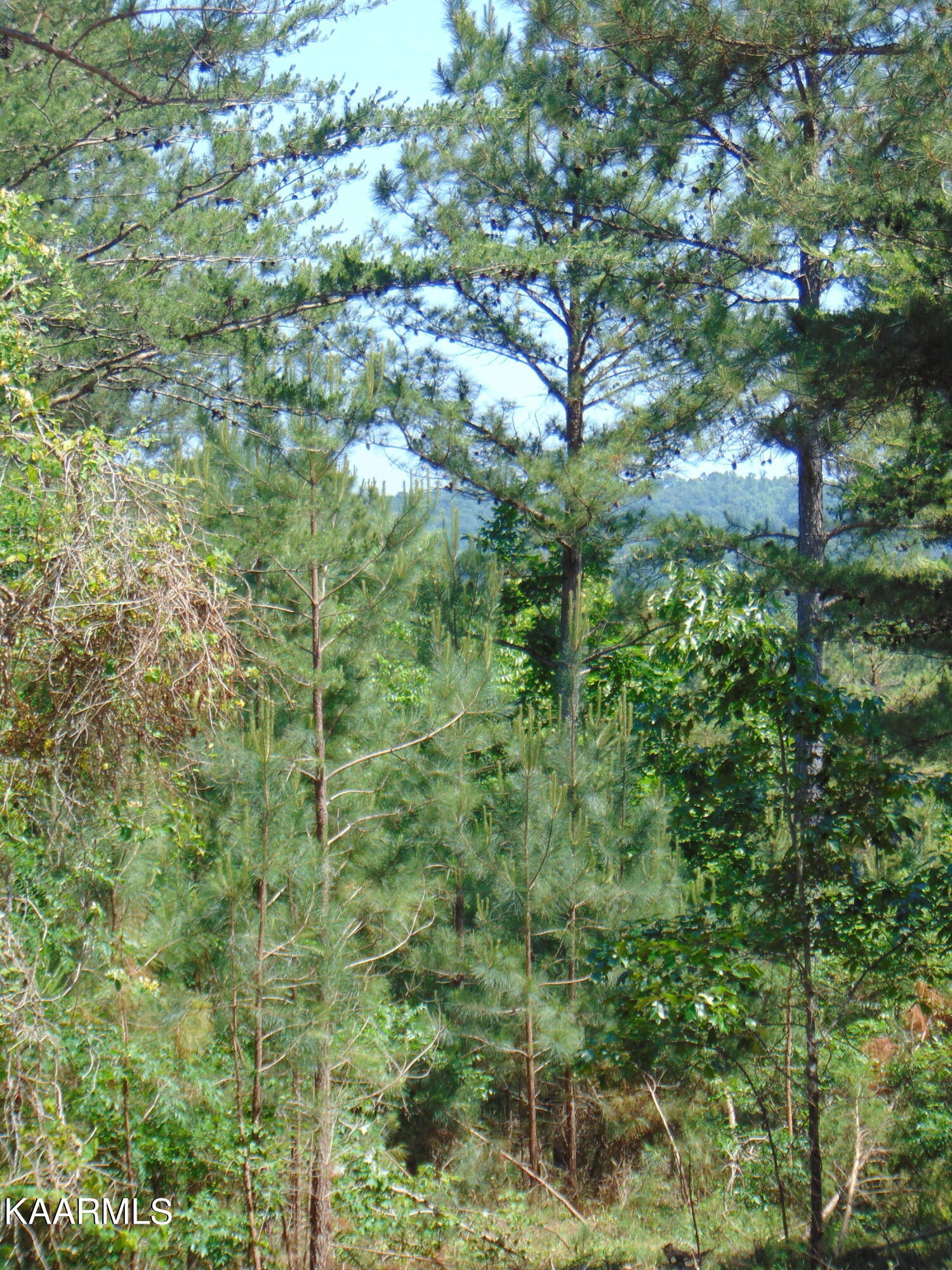 11 Liggett Road Decatur, TN 37322 - Photo 6 of 48 Lig views