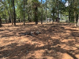 33102 Octavia Drive Magnolia, TX 77354 - Photo 6 of 9 a view of road with trees