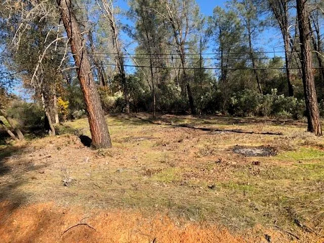 a view of a yard with large trees