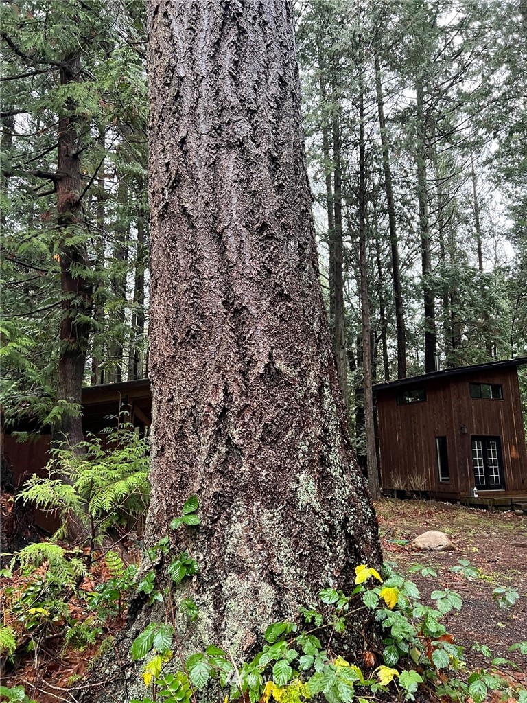 462 Moose Trail Point Roberts, WA 98281 - Photo 14 of 17 a view of a house with a tree in the yard