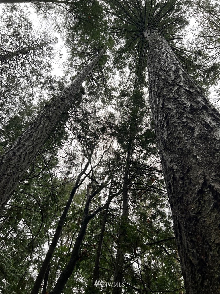 462 Moose Trail Point Roberts, WA 98281 - Photo 5 of 17 a view of tree
